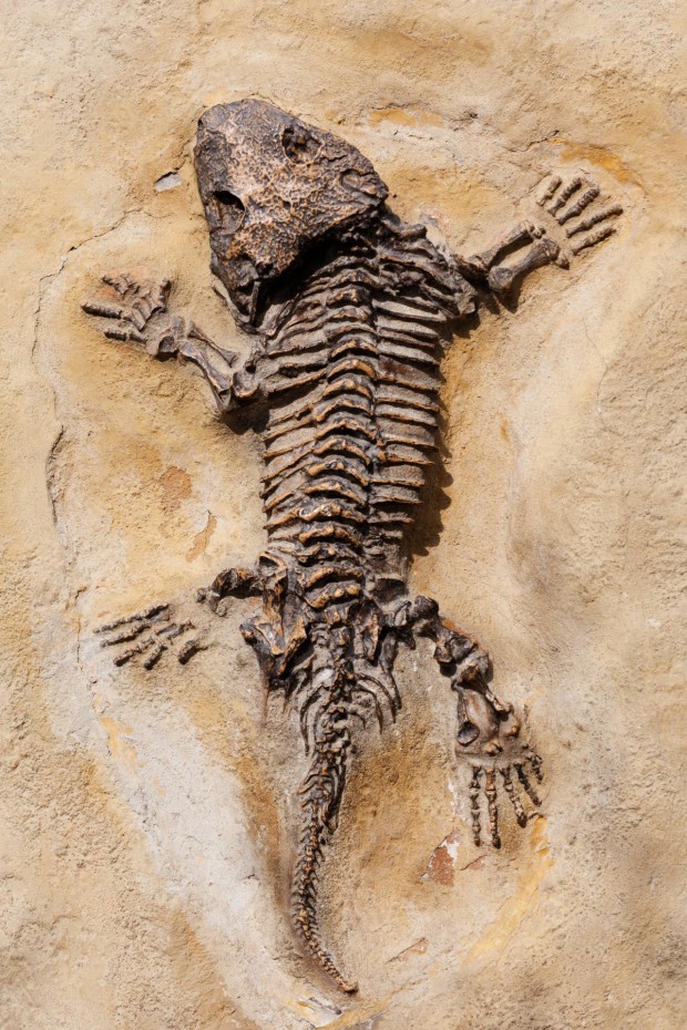 prehistoric-fossil
