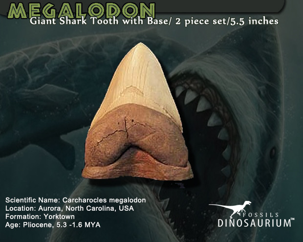 megalodon tooth replica