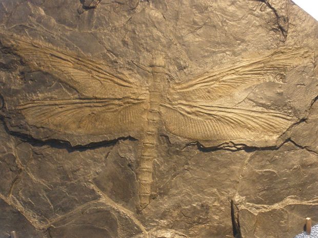 Meganeura dragonfly_fossil