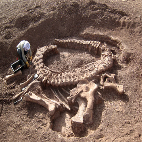 paleontologist dig