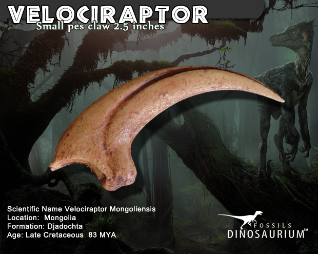velociraptor small pes claw